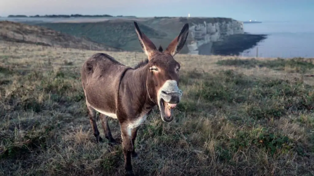 Donkey At The Coast