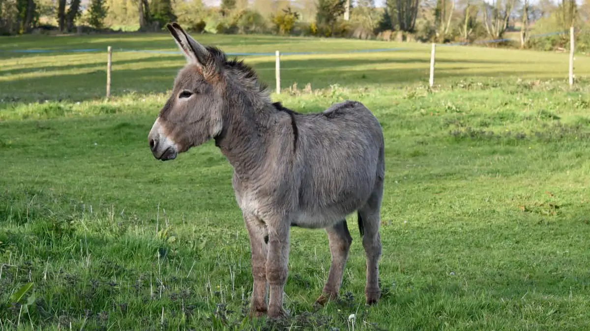 Donkey In A Field