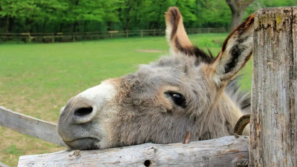 Donkey Names