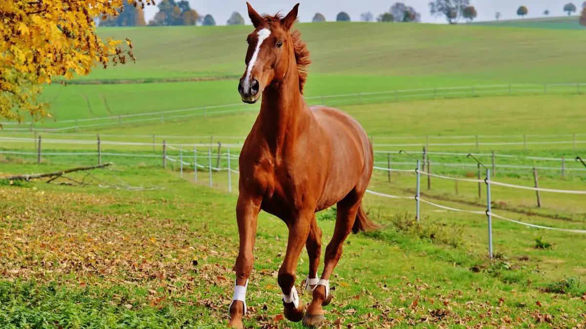 Fancy Horse Names (599 Ideas For Your Beautiful Steed) AHF