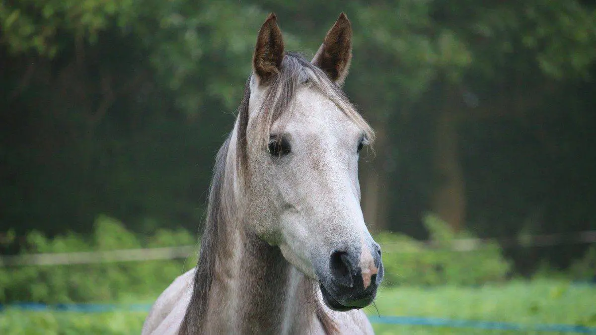 Grey Thoroughbred Horse