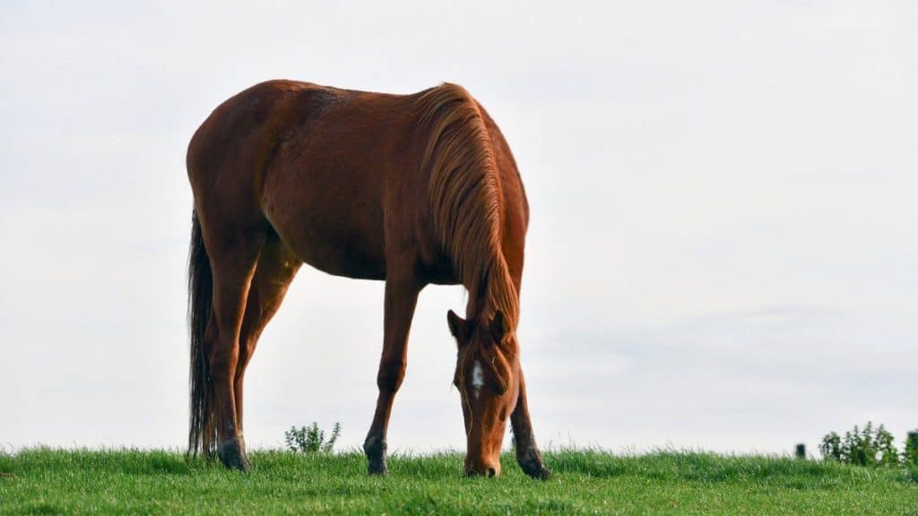 Horse Eating Grass