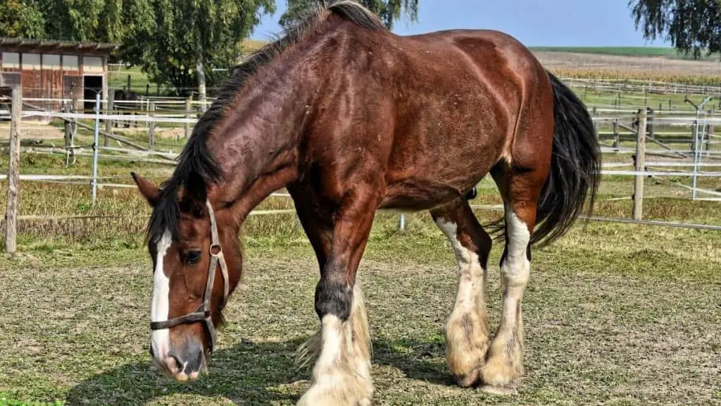 Big Horse Names - Shire Horse