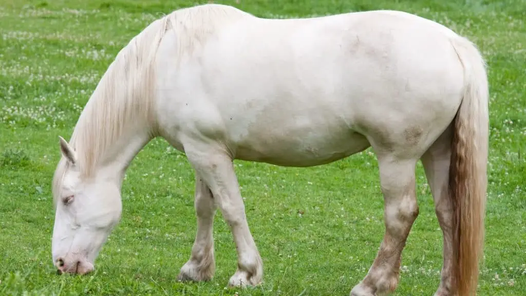 American Cream Draft Horse