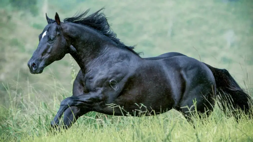 Black Quarter Horse Stallion