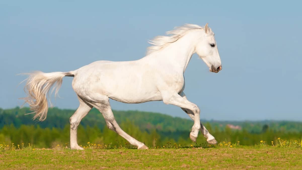 Beautiful White Orlov Trotter