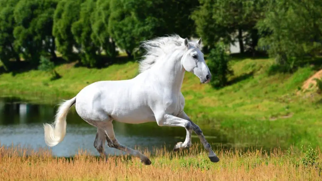 White Andalusian Horse