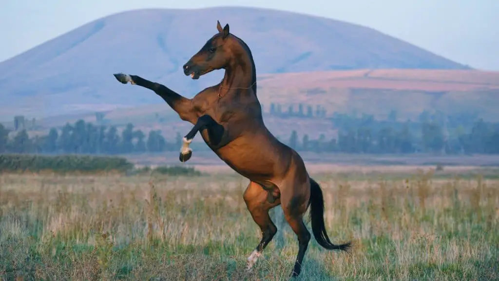 Akhal-Teke Stallion