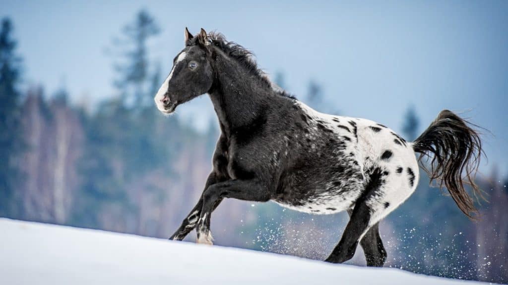 Black And White Knabstrupper Horse