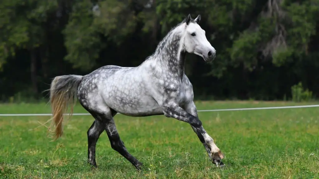 beautiful dapple grey horse