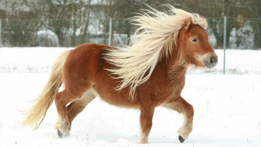 Shetland Pony