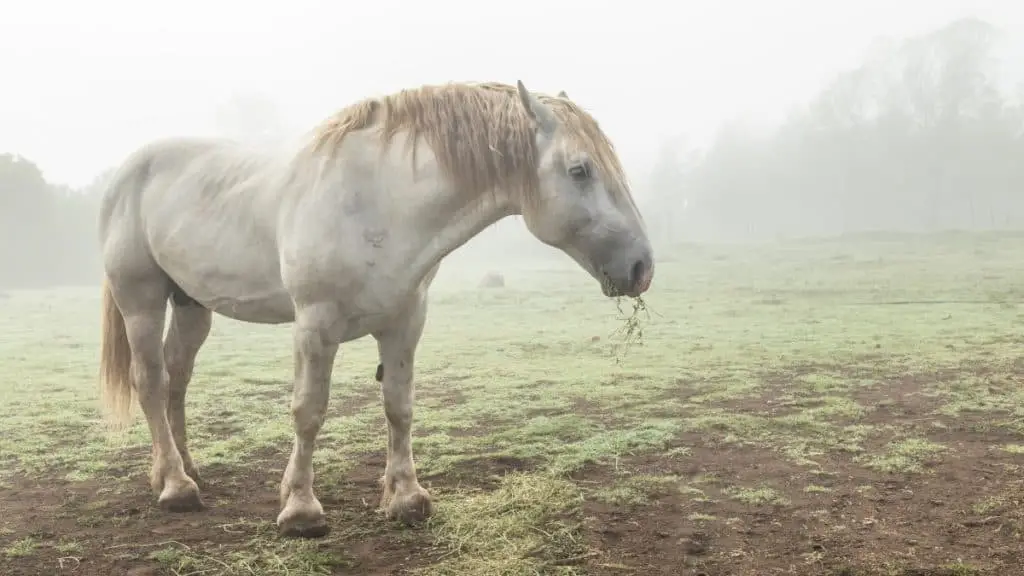 White Percheron Horse