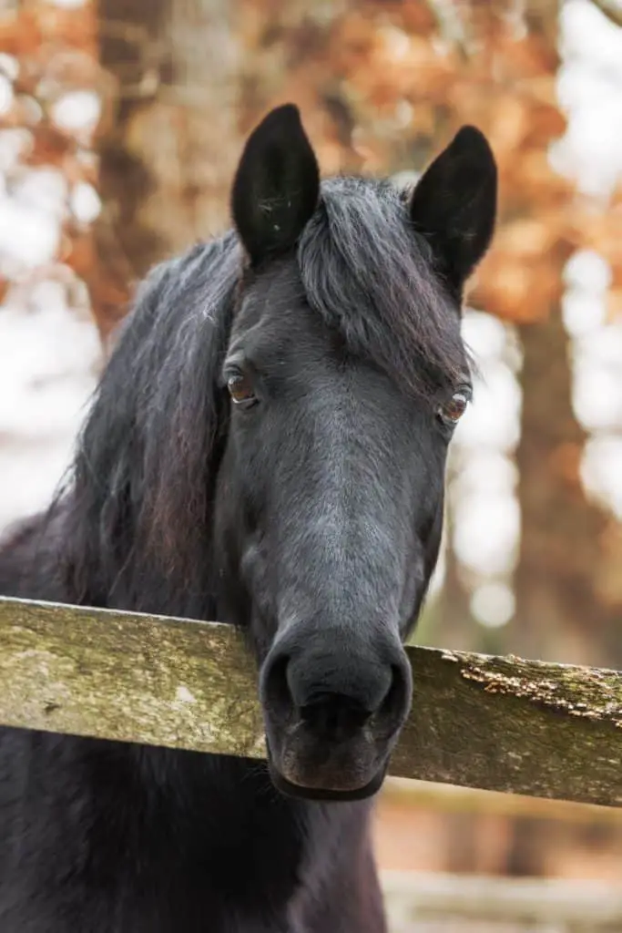 Black Morgan Horse