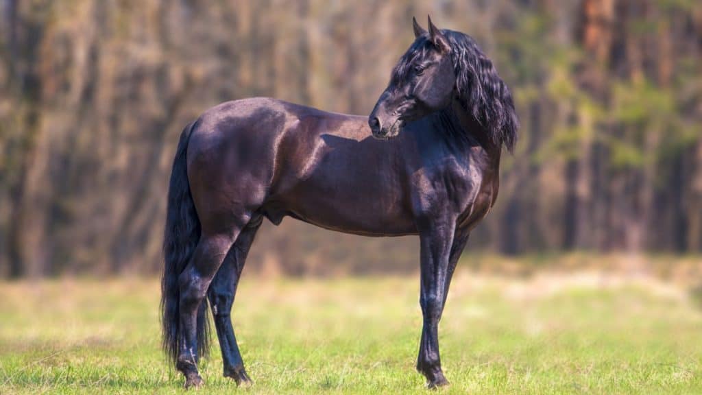 Beautiful Black Andalusian Horse