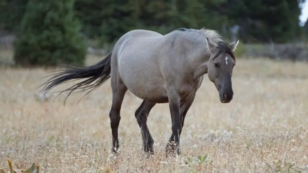 Wild Feral Horse - Grulla Horse