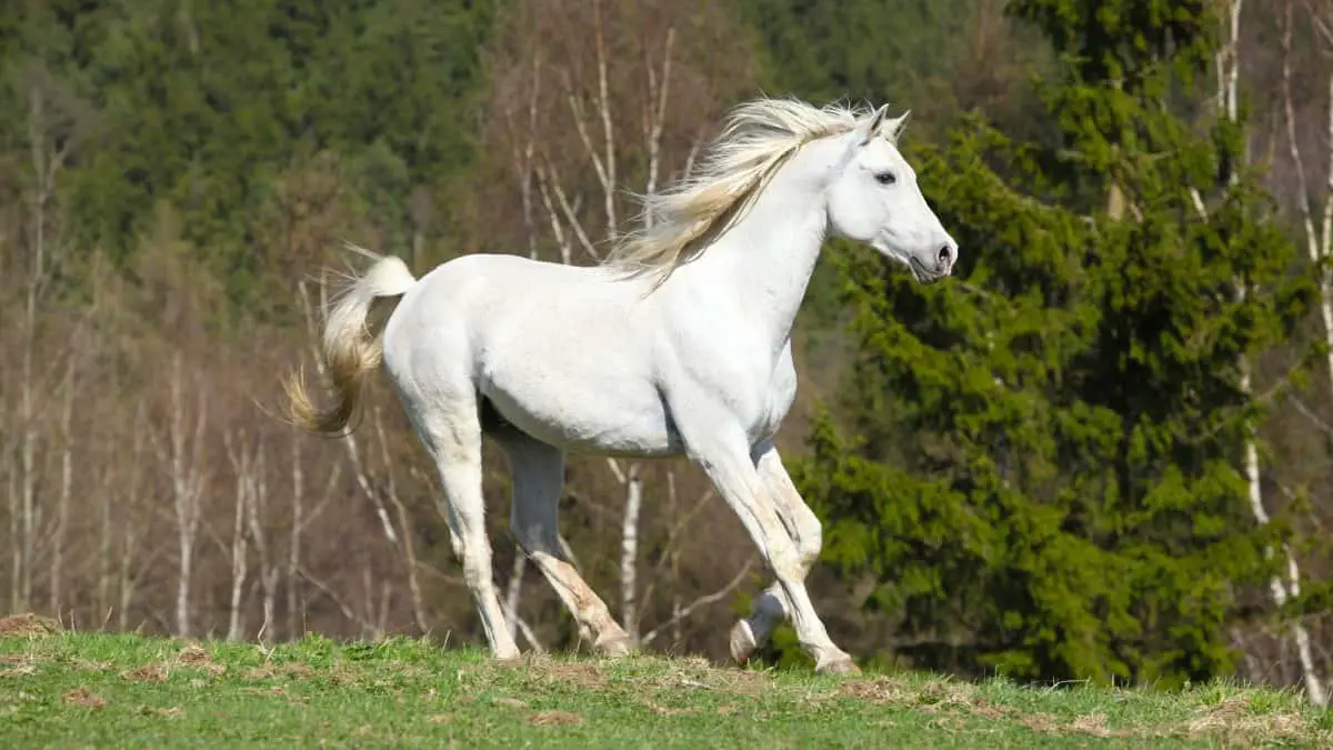 White Shagya Arabian