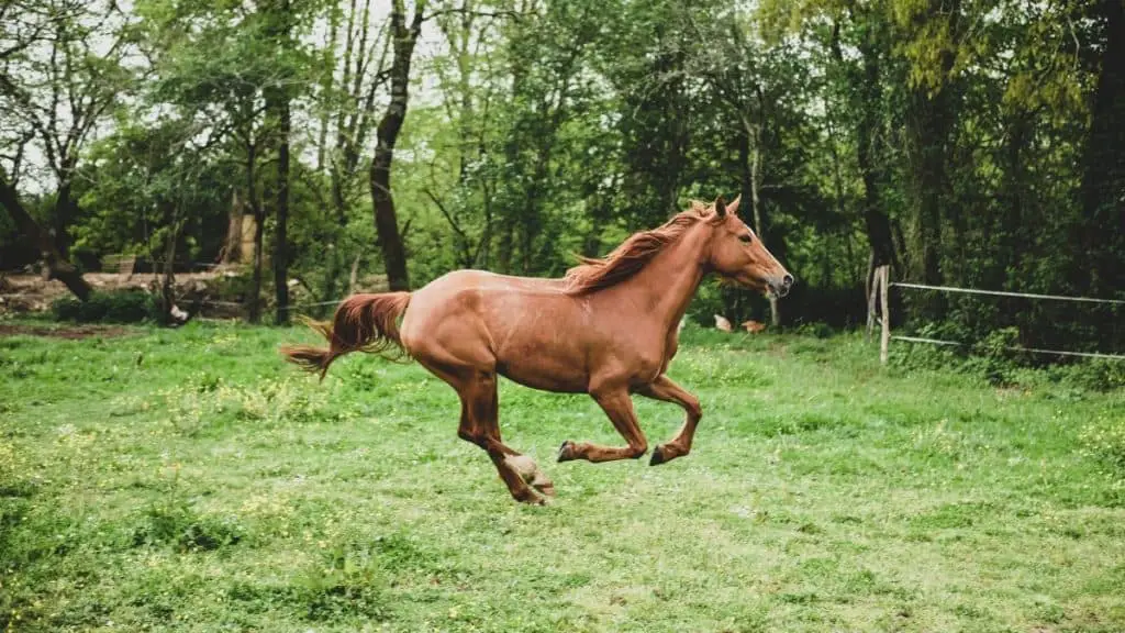 Fast Horse Names