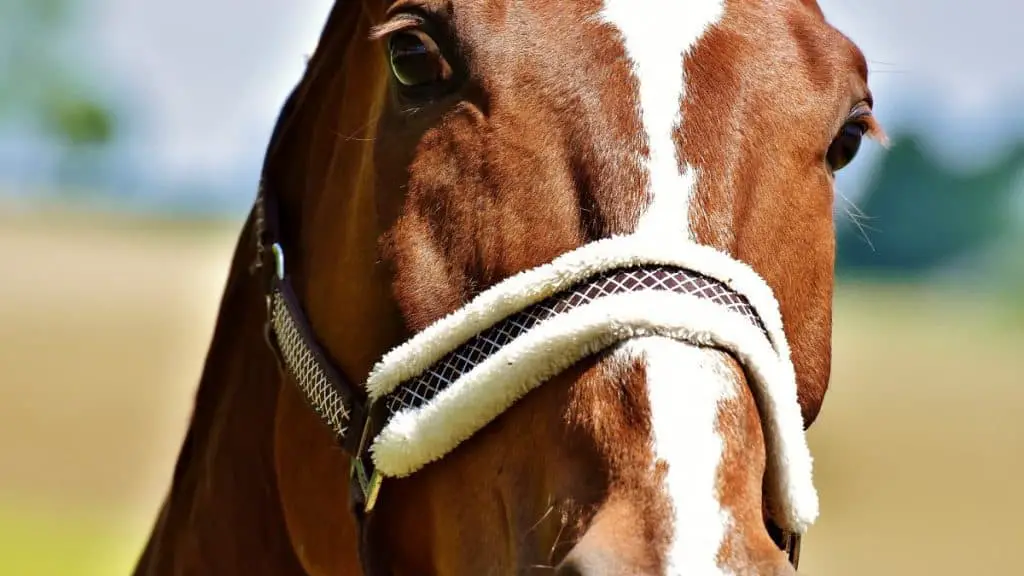 Horse Markings