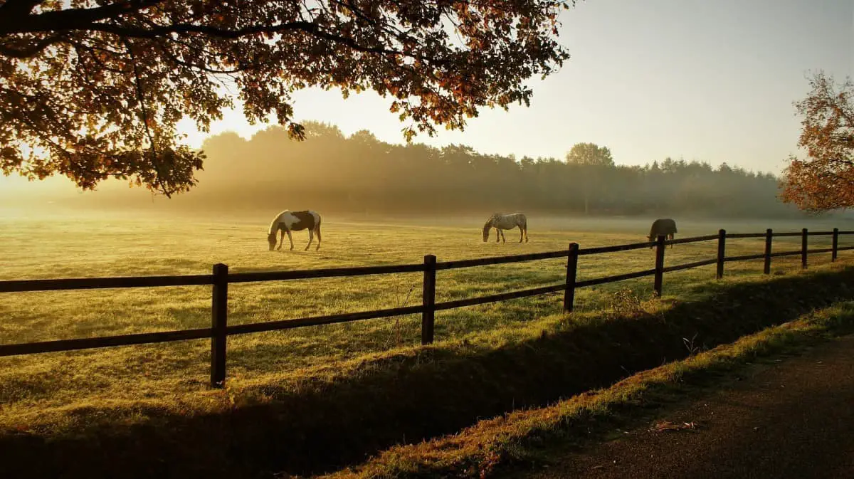 Ranch Horses