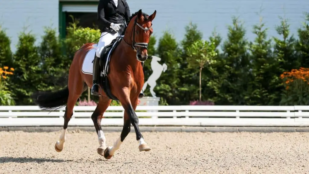 Dressage