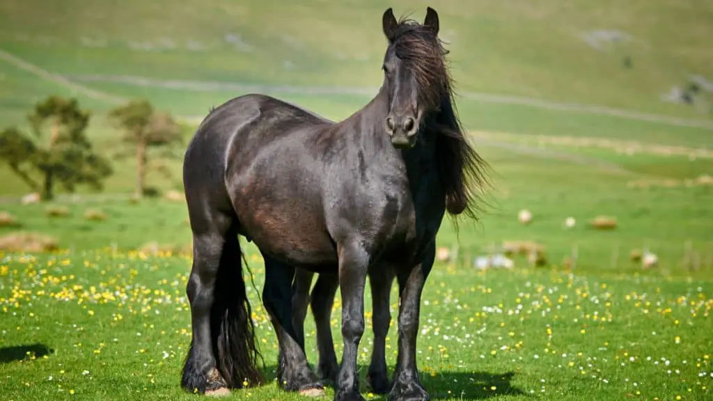 Black Fell Pony