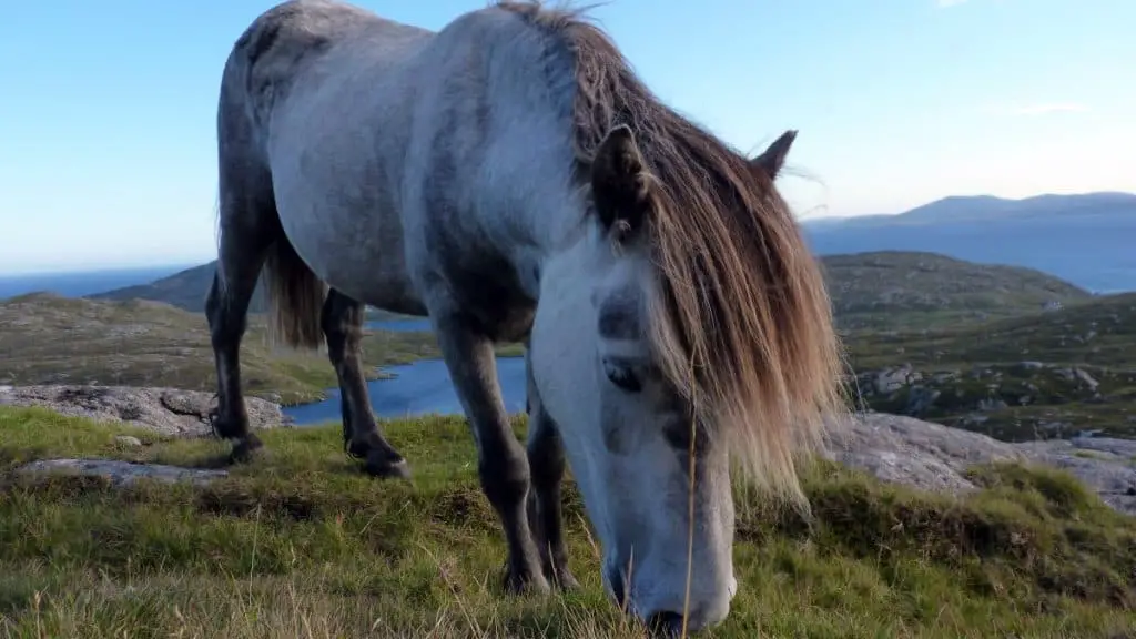 Eriskay Pony