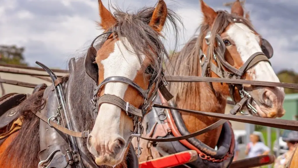 Australian Draft Horses