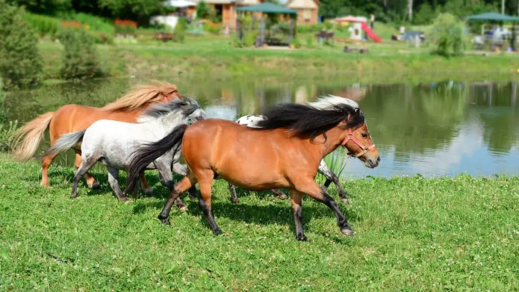 Falabella Horse