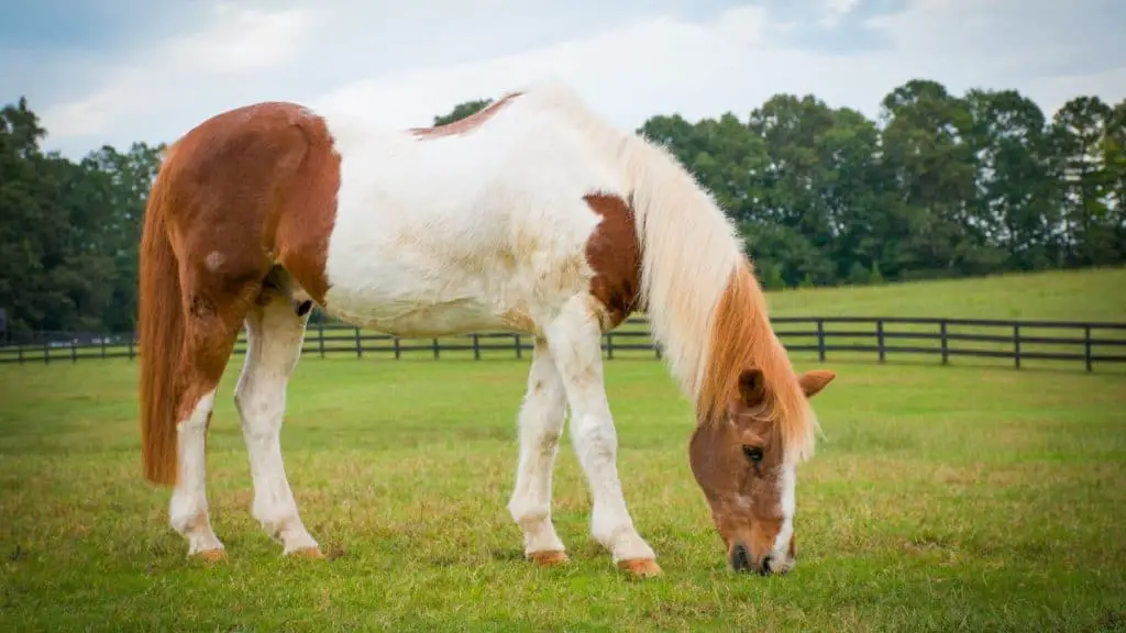 Chincoteague Pony