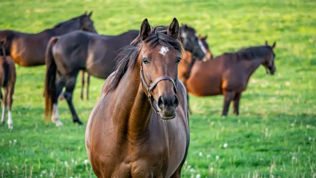 Thoroughbred Broodmare