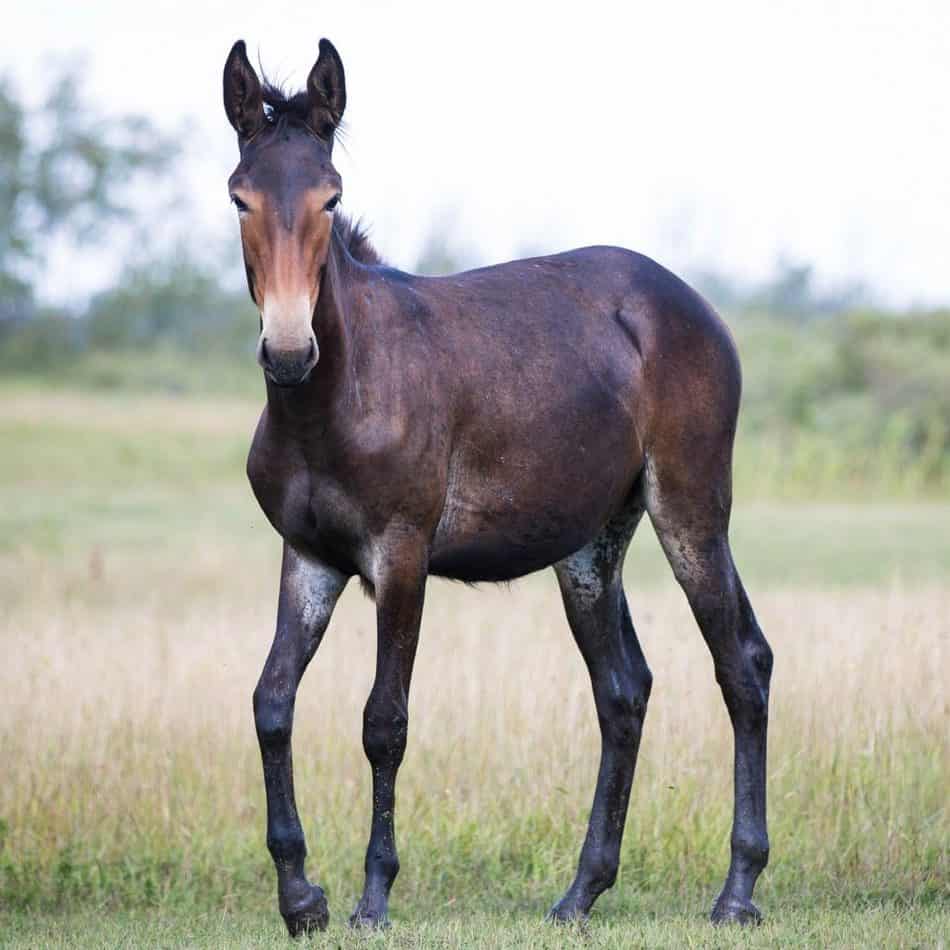 Mule in a field