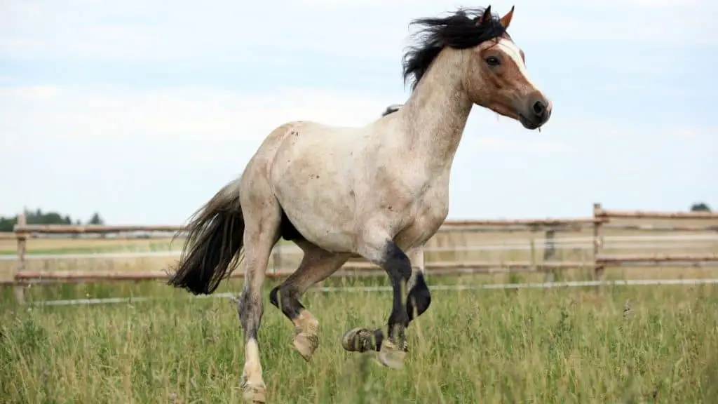 Welsh Pony