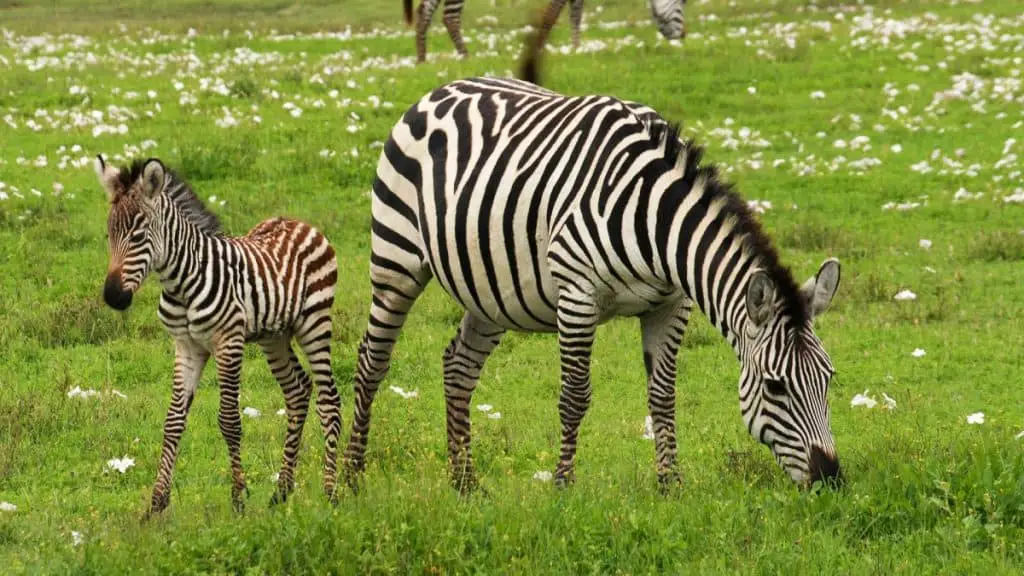 What Is A Baby Zebra Called