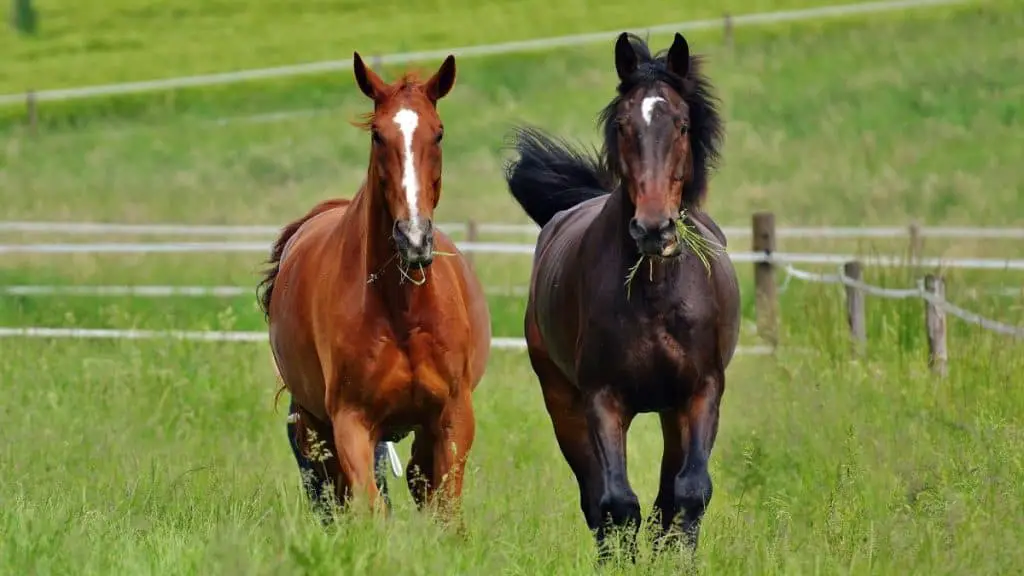 Horses Eating Grass