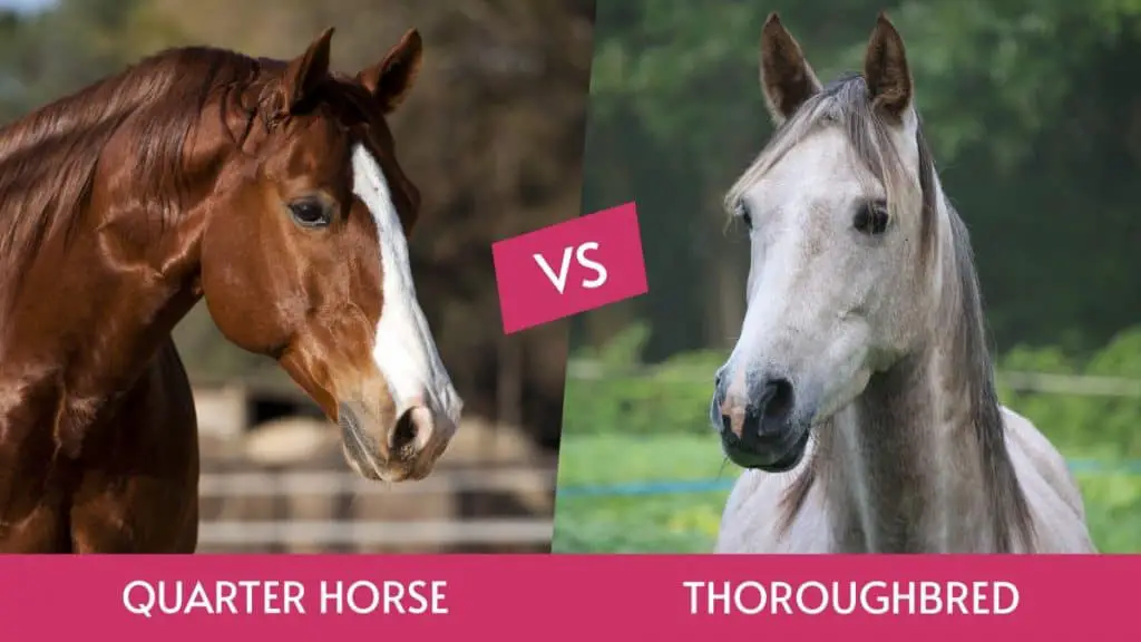 Quarter Horse vs Thoroughbred