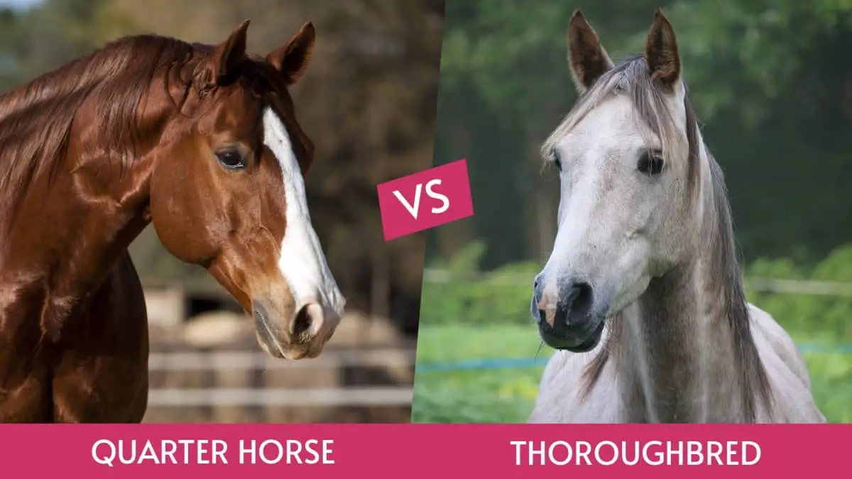 Quarter Horse Vs Thoroughbred (What Are The Differences?)