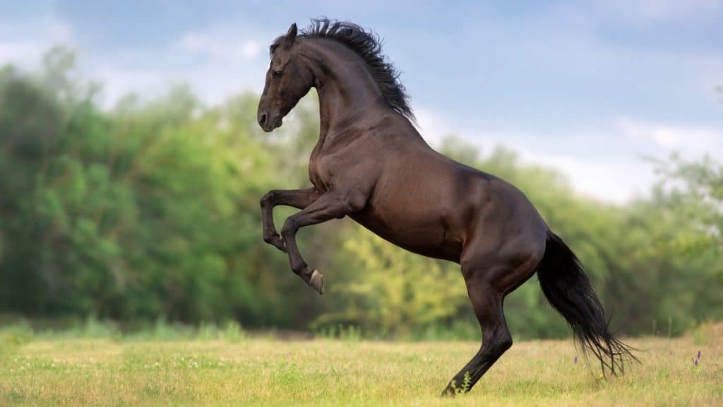 Smoky Black Horse