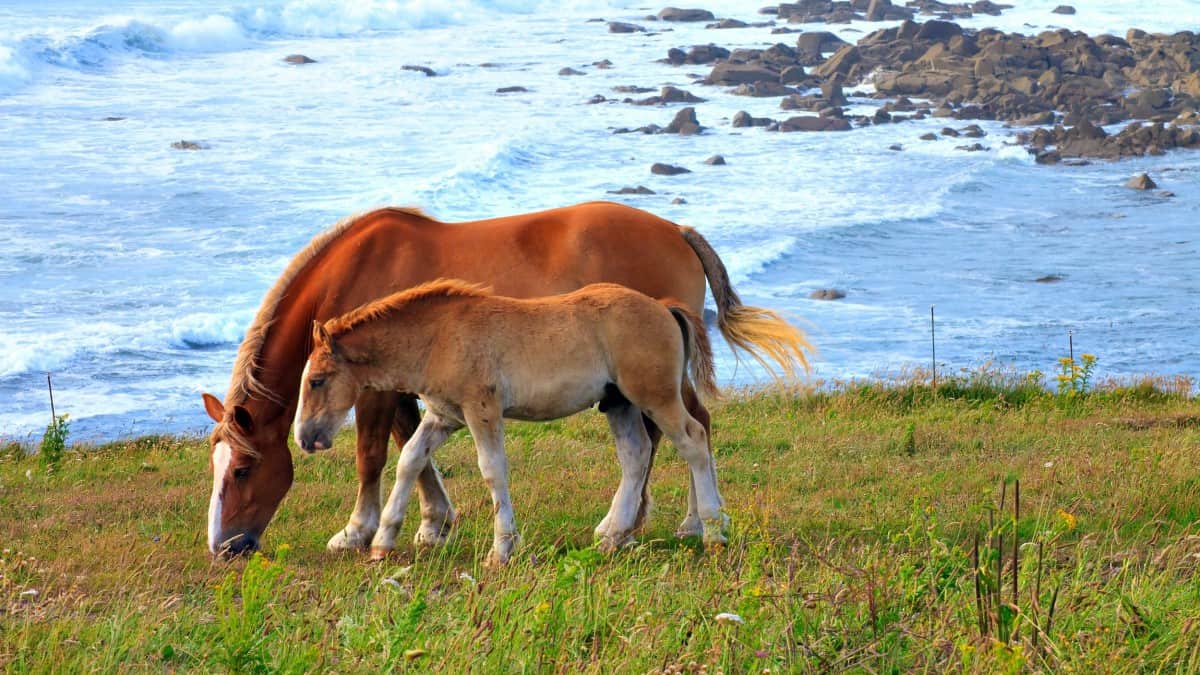 Breton Horses