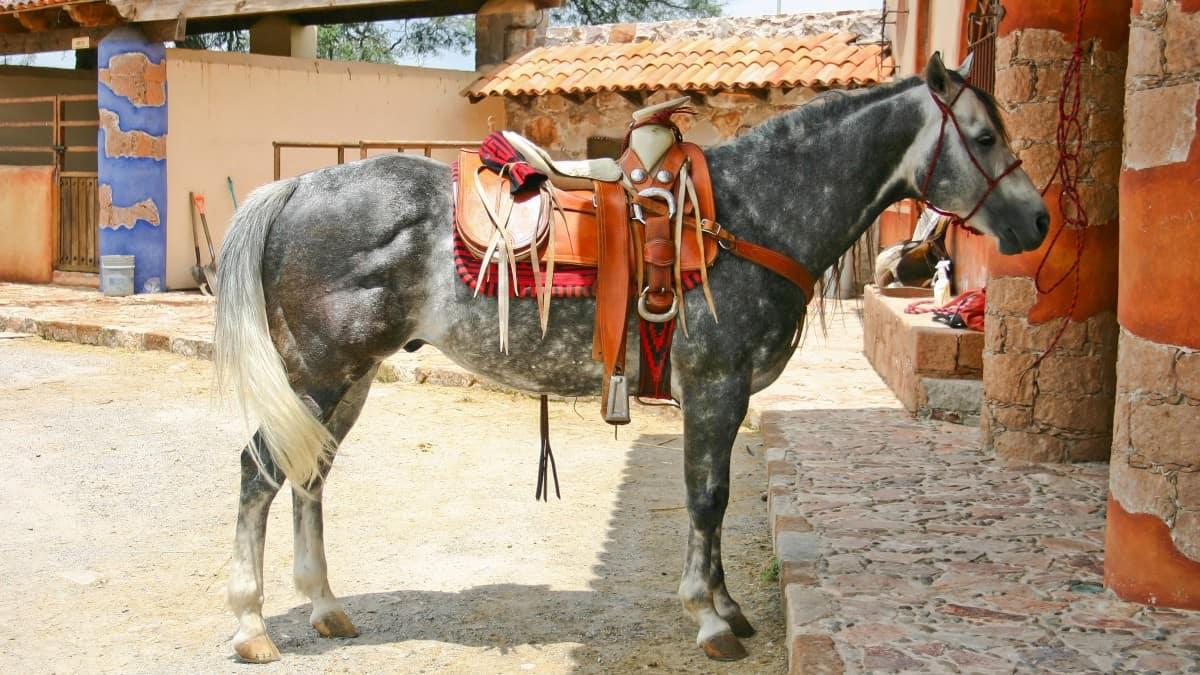 Azteca Horse In Mexico
