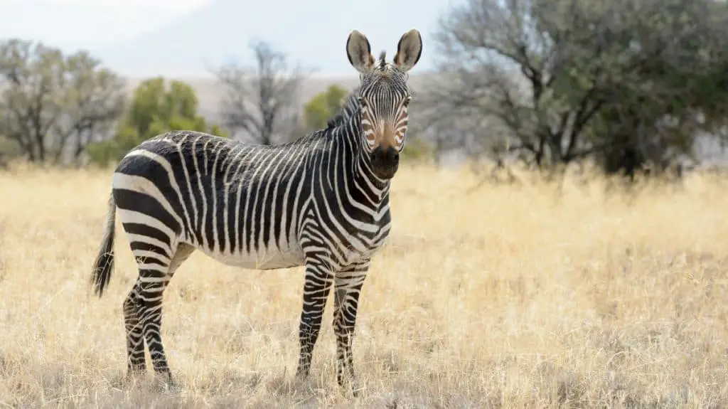 Mountain Zebra