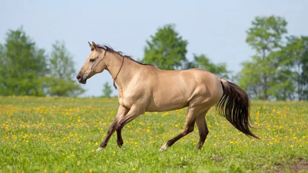 Dun Akhal-Teke Mare Galloping In A Meadow