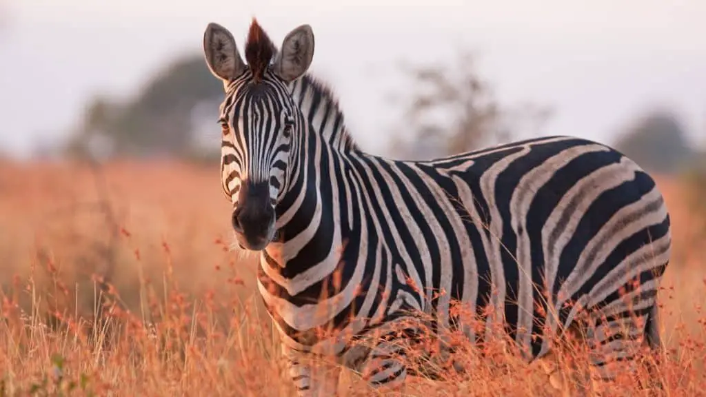 Plains Zebra