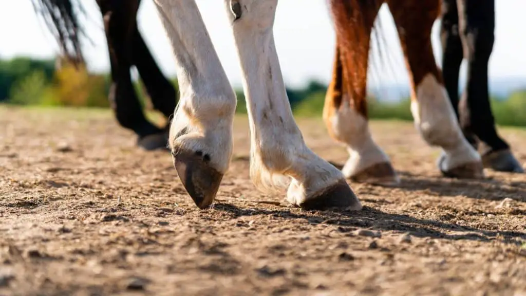 Horse Hooves