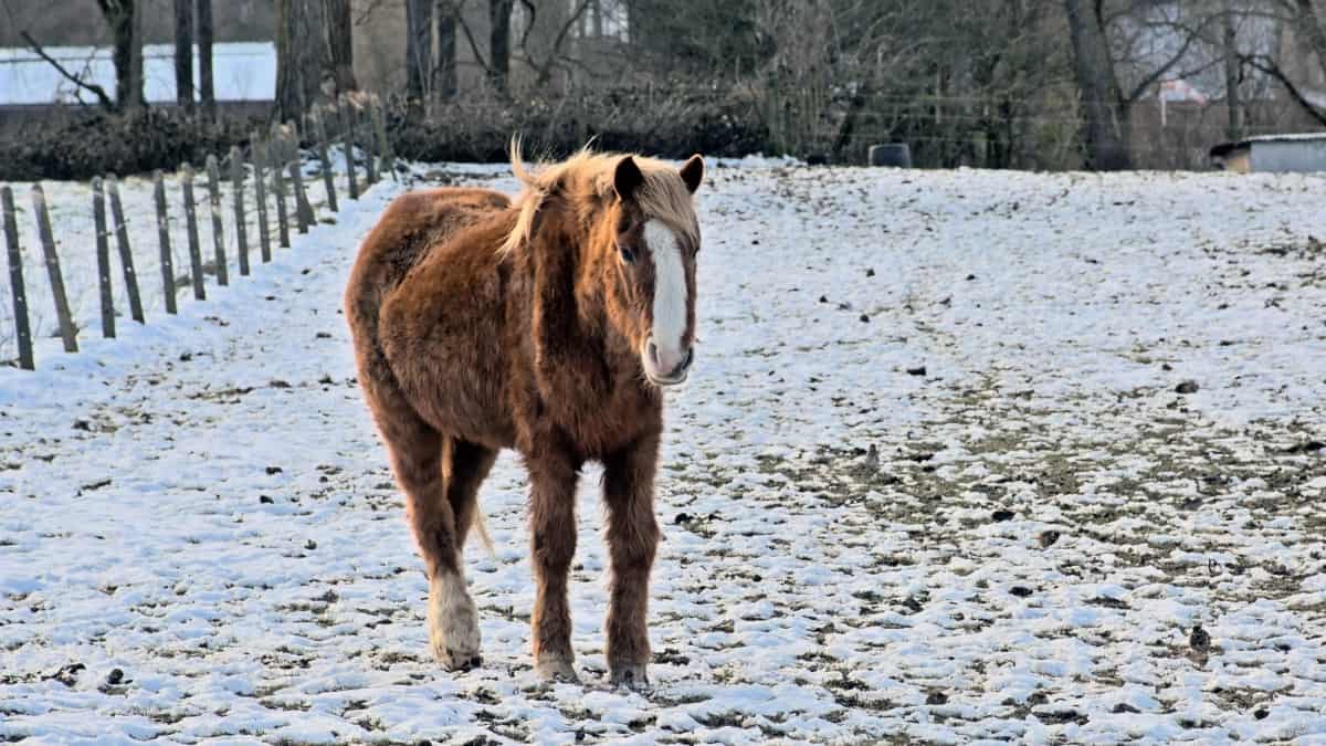 Flemish Horse (aka Flanders Horse)