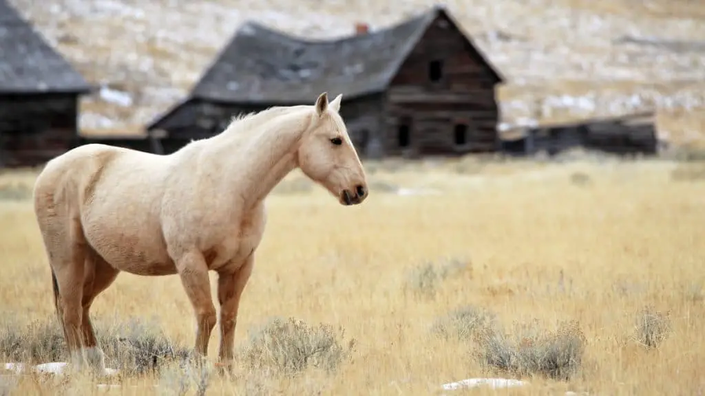 Tan Horse Names