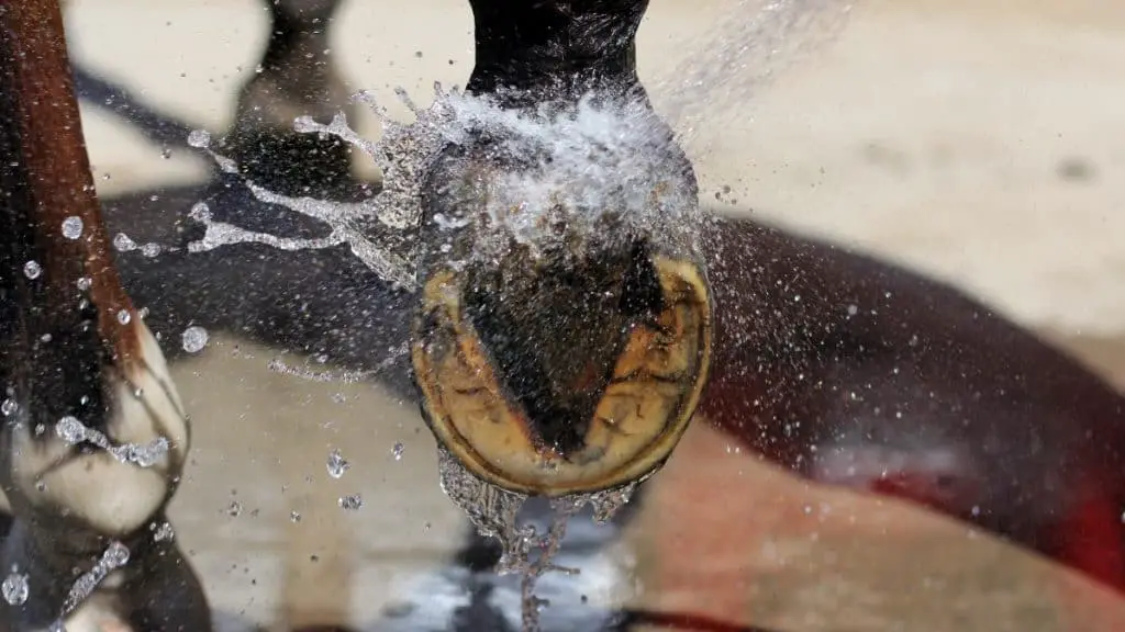 Horses Hooves Splashing In Water