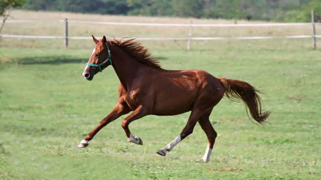 Anglo Arabian Horse