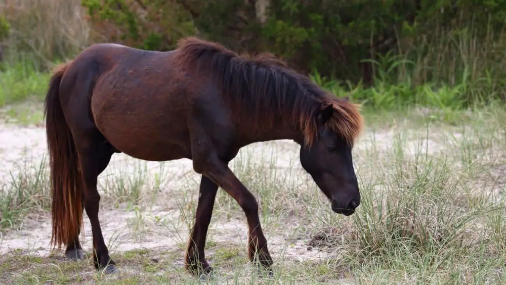 Banker Horse