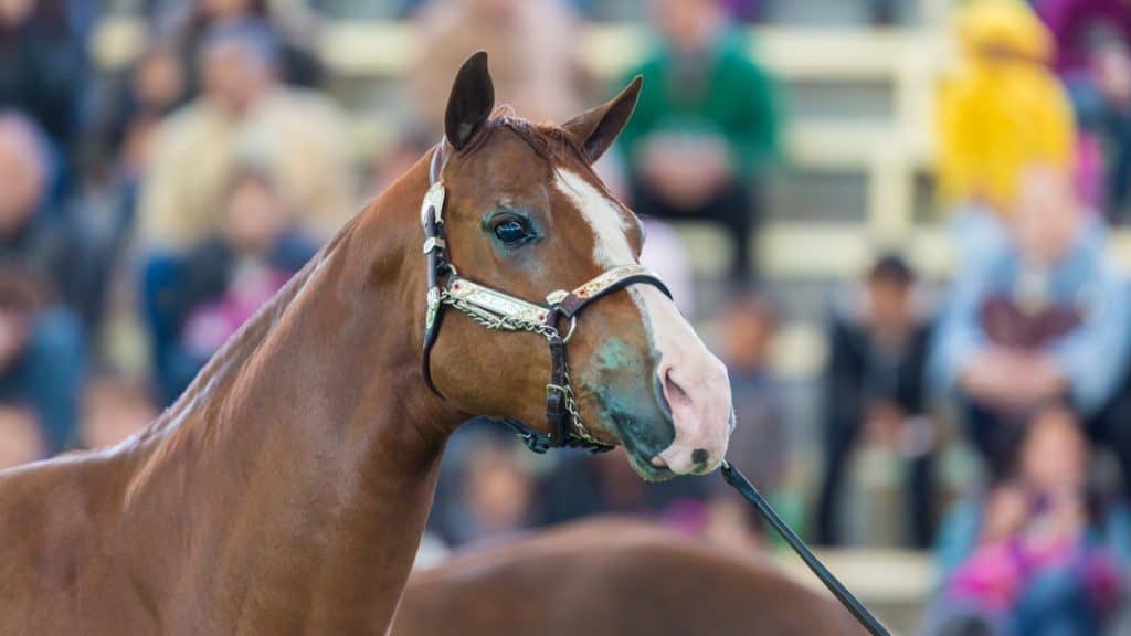 Azteca Horse