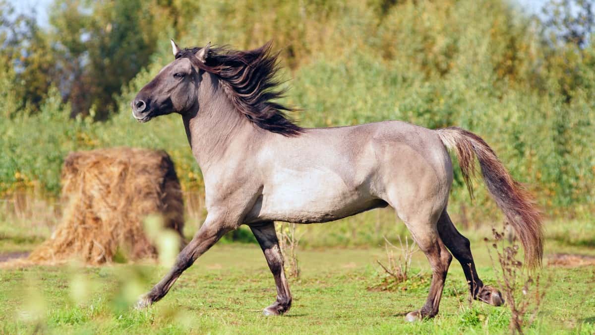 Grullo Bashkir Horse